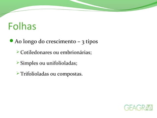 Folhas
Ao longo do crescimento – 3 tipos
 Cotiledonares ou embrionárias;
 Simples ou unifolioladas;
 Trifolioladas ou compostas.
 