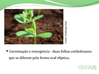 Germinação e emergência - duas folhas cotiledonares
que se diferem pela forma oval elíptica;
Fonte:EmbrapaSoja
 