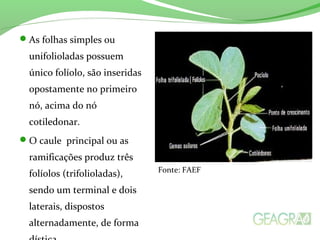 As folhas simples ou
unifolioladas possuem
único folíolo, são inseridas
opostamente no primeiro
nó, acima do nó
cotiledonar.
O caule principal ou as
ramificações produz três
folíolos (trifolioladas),
sendo um terminal e dois
laterais, dispostos
alternadamente, de forma
Fonte: FAEF
 