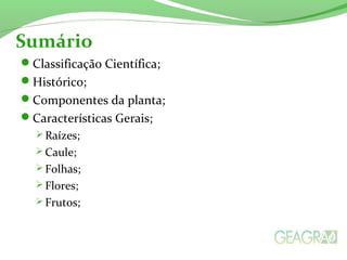 Classificação Científica;
Histórico;
Componentes da planta;
Características Gerais;
 Raízes;
 Caule;
 Folhas;
 Flores;
 Frutos;
Sumário
 