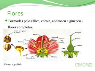 Flores
Formadas pelo cálice, corola, androceu e gineceu -
flores completas.
Fonte: AgroLink
 