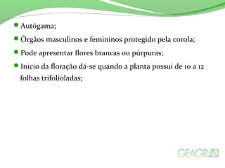 Autógama;
Órgãos masculinos e femininos protegido pela corola;
Pode apresentar flores brancas ou púrpuras;
Inicio da floração dá-se quando a planta possui de 10 a 12
folhas trifolioladas;
 