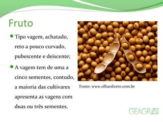 Fruto
Tipo vagem, achatado,
reto a pouco curvado,
pubescente e deiscente;
A vagem tem de uma a
cinco sementes, contudo,
a maioria das cultivares
apresenta as vagens com
duas ou três sementes.
Fonte: www.olhardireto.com.br
 