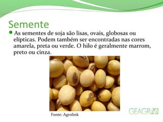 Semente
As sementes de soja são lisas, ovais, globosas ou
elípticas. Podem também ser encontradas nas cores
amarela, preta ou verde. O hilo é geralmente marrom,
preto ou cinza.
Fonte: Agrolink
 