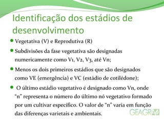 Vegetativa (V) e Reprodutiva (R)
Subdivisões da fase vegetativa são designadas
numericamente como V1, V2, V3, até Vn;
Menos os dois primeiros estádios que são designados
como VE (emergência) e VC (estádio de cotilédone);
 O último estádio vegetativo é designado como Vn, onde
“n” representa o número do último nó vegetativo formado
por um cultivar específico. O valor de “n” varia em função
das diferenças varietais e ambientais.
Identificação dos estádios de
desenvolvimento
 