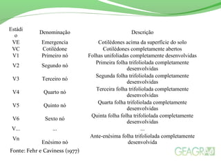 Estádi
o
Denominação Descrição
VE Emergencia Cotilédones acima da superfície do solo
VC Cotilédone Cotilédones completamente abertos
V1 Primeiro nó Folhas unifoliadas completamente desenvolvidas
V2 Segundo nó
Primeira folha trifoliolada completamente
desenvolvidas
V3 Terceiro nó
Segunda folha trifoliolada completamente
desenvolvidas
V4 Quarto nó
Terceira folha trifoliolada completamente
desenvolvidas
V5 Quinto nó
Quarta folha trifoliolada completamente
desenvolvidas
V6 Sexto nó
Quinta folha folha trifoliolada completamente
desenvolvidas
V... ... ...
Vn
Enésimo nó
Ante-enésima folha trifoliolada completamente
desenvolvida
Fonte: Fehr e Caviness (1977)
 