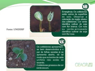 Fonte: UNIDERP
 