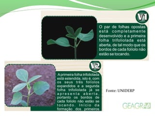 Fonte: UNIDERP
 