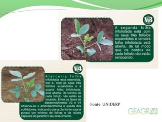 Fonte: UNIDERP
 