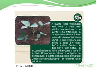 Fonte: UNIDERP
 