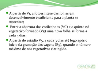 A partir de V1, a fotossíntese das folhas em
desenvolvimento é suficiente para a planta se
sustentar;
 Entre a abertura dos cotilédones (VC) e o quinto nó
vegetativo formado (V5) uma nova folha se forma a
cada 5 dias;
A partir do estádio V5, a cada 3 dias até logo após o
início da granação das vagens (R5), quando o número
máximo de nós vegetativos é atingido.
 