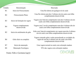 Estádio Denominação Descrição
R1 Inicio do Florescimento Uma flor aberta em qualquer nó do caule
R2 Florescimento Pleno
Uma flor aberta num dos 2 ultimos nós do caule com folha
completamente desenvolvida
R3 Inicio da formação da vagem
Vagem com 5mm de comprimento num dos 4 ultimos nós do
caule com folha completamente desenvolvida
R4
Vagem completamente
desenvolvida
Vagem com 2 cm de comprimento num dos 4 ultimos dós do
caule com folha completamente dsenvolvida
R5 Inicio do enchimento do grão
Grão com 3mm de comprimento em vagem num dos 4 ultimos
nós do caule com folha completamente desenvolvida
R6 Grão cheio ou completo
Vagem contendo grãos verdes preenchendo as cavidades da
vagem de um dos 4 ultimos nós do caule com folha
completamente desenvolvida
R7 Inicio da maturação Uma vagem normal no caule com coloração madura
R8 Maturação Fisiológica 95% das vagens com coloração madura
Fonte: Fehr e Caviness (1977)
 
