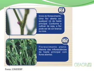 Fonte: UNIDERP
 