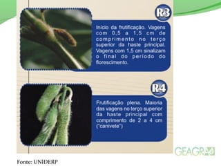 Fonte: UNIDERP
 