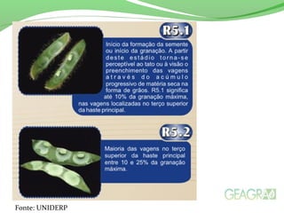 Fonte: UNIDERP
 