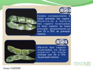 Fonte: UNIDERP
 