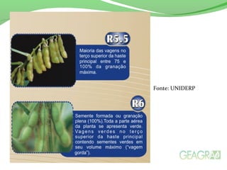 Fonte: UNIDERP
 
