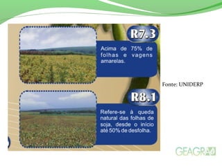 Fonte: UNIDERP
 