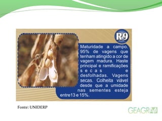 Fonte: UNIDERP
 