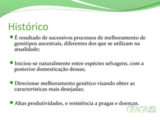 Histórico
É resultado de sucessivos processos de melhoramento de
genótipos ancestrais, diferentes dos que se utilizam na
atualidade;
Iniciou-se naturalmente entre espécies selvagens, com a
posterior domesticação dessas;
Direcionar melhoramento genético visando obter as
características mais desejadas;
Altas produtividades, e resistência a pragas e doenças.
 