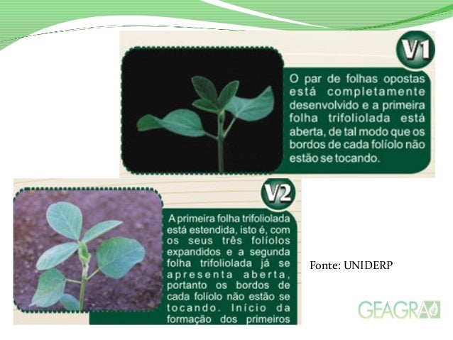Morfologia E Fenologia Da Cultura Da Soja