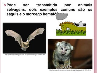  Pode ser transmitida por animais
selvagens, dois exemplos comuns são os
saguis e o morcego hematófago.
http://hortolandia.olx.com.br/venda-de-sagui-legalizado-iid-146740154
http://profbiorenan.blogspot.com.br/2010/04/morcegos-e-mitos.html
 