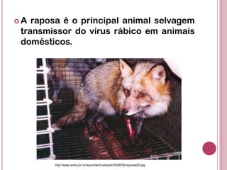  A raposa é o principal animal selvagem
transmissor do vírus rábico em animais
domésticos.
http://www.anda.jor.br/wpcontent/uploads/2009/08/raposas05.jpg
 