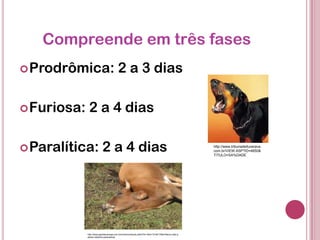 Compreende em três fases
Prodrômica: 2 a 3 dias
Furiosa: 2 a 4 dias
Paralítica: 2 a 4 dias http://www.tribunadeituverava.
com.br/VIEW.ASP?ID=4650&
TITULO=SA%DADE
http://www.gazetamaringa.com.br/online/conteudo.phtml?tl=1&id=1218417&tit=Raiva-volta-a-
atacar-rebanho-paranaense
 