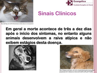 Sinais Clínicos
Em geral a morte acontece de três a dez dias
após o início dos sintomas, no entanto alguns
animais desenvolvem a raiva atípica e não
exibem estágios desta doença.
http://blogs.jovempan.uol.com.br/petrede/saude-tranquiliza-
populacao-em-relacao-a-raiva-animal/#.ULRLaOT4JDB
http://petmag.com.br/6134/vacinacao-contra-raiva-no-rio-de-janeiro/
 
