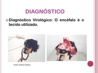 DIAGNÓSTICO
 Diagnóstico Virológico: O encéfalo é o
tecido utilizado.
Fonte: Instituto Pasteur
 