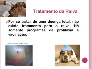 Tratamento da Raiva
 Por se tratar de uma doença letal, não
existe tratamento para a raiva. Há
somente programas de profilaxia e
vacinação.
Lesão causada pela Mordida do cão
 