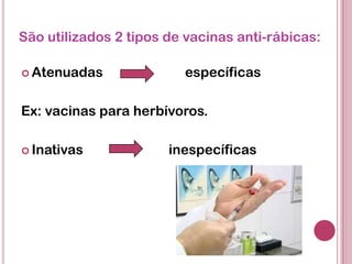 São utilizados 2 tipos de vacinas anti-rábicas:
 Atenuadas específicas
Ex: vacinas para herbívoros.
 Inativas inespecíficas
 