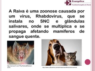A Raiva é uma zoonose causada por
um vírus, Rhabdovirus, que se
instala no SNC e glândulas
salivares, onde se multiplica e se
propaga afetando mamíferos de
sangue quente.
http://semana7.com/?Pg=Noticia&Noticia=
2319 http://www.culturamix.com/animais/mamiferos/raiva-animal
 