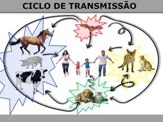 CICLO DE TRANSMISSÃO 
 