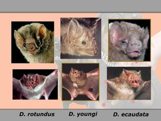 D. rotundus 
D. youngi 
D. ecaudata  