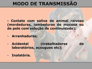 - Contato com saliva de animal raivoso (mordeduras, lambeduras de mucosa ou de pele com solução de continuidade); 
-Arranhaduras; 
-Acidental (trabalhadores de laboratórios, açougues etc); 
-Inalatória. 
MODO DE TRANSMISSÃO 
 