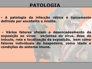 - A patologia da infecção rábica é tipicamente definida por encefalite e mielite. 
- Vários fatores afetam o desencadeamento da exposição ao vírus: variantes do vírus, dose do inóculo, rota e localização da exposição, bem como fatores individuais do hospedeiro, como idade e condições do sistema imune. 
PATOLOGIA  