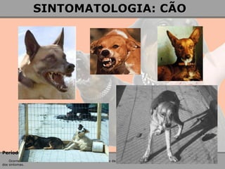 Período de transmissibilidade Ocorre antes do aparecimento dos sintomas e durante o período da doença. No cão e gato este período se inicia de 5 a 3 dias antes dos sintomas. 
SINTOMATOLOGIA: CÃO  