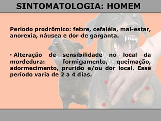 Período prodrômico: febre, cefaléia, mal-estar, anorexia, náusea e dor de garganta. 
• Alteração de sensibilidade no local da mordedura: formigamento, queimação, adormecimento, prurido e/ou dor local. Esse período varia de 2 a 4 dias. 
SINTOMATOLOGIA: HOMEM  