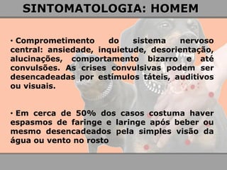 SINTOMATOLOGIA: HOMEM 
• Comprometimento do sistema nervoso central: ansiedade, inquietude, desorientação, alucinações, comportamento bizarro e até convulsões. As crises convulsivas podem ser desencadeadas por estímulos táteis, auditivos ou visuais. 
• Em cerca de 50% dos casos costuma haver espasmos de faringe e laringe após beber ou mesmo desencadeados pela simples visão da água ou vento no rosto  