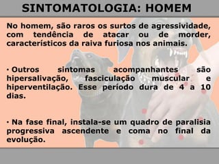No homem, são raros os surtos de agressividade, com tendência de atacar ou de morder, característicos da raiva furiosa nos animais. 
• Outros sintomas acompanhantes são hipersalivação, fasciculação muscular e hiperventilação. Esse período dura de 4 a 10 dias. 
• Na fase final, instala-se um quadro de paralisia progressiva ascendente e coma no final da evolução. 
SINTOMATOLOGIA: HOMEM  