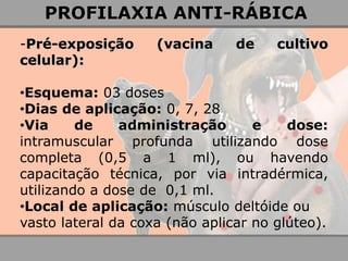 -Pré-exposição (vacina de cultivo celular): 
•Esquema: 03 doses 
•Dias de aplicação: 0, 7, 28 
•Via de administração e dose: intramuscular profunda utilizando dose completa (0,5 a 1 ml), ou havendo capacitação técnica, por via intradérmica, utilizando a dose de 0,1 ml. 
•Local de aplicação: músculo deltóide ou vasto lateral da coxa (não aplicar no glúteo). 
PROFILAXIA ANTI-RÁBICA  