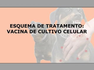 ESQUEMA DE TRATAMENTO: VACINA DE CULTIVO CELULAR  