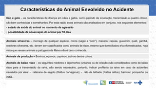 Características do Animal Envolvido no Acidente
Cão e gato – as características da doença em cães e gatos, como período de incubação, transmissão e quadro clínico,
são bem conhecidas e semelhantes. Por esta razão estes animais são analisados em conjunto, nos seguintes elementos:
• estado de saúde do animal no momento da agressão
• possibilidade de observação do animal por 10 dias
Animais silvestres – morcego de qualquer espécie, micos (sagüi e “soin”), macaco, raposa, guaxinim, quati, gambá,
roedores silvestres, etc. devem ser classificados como animais de risco, mesmo que domiciliados e/ou domesticados, haja
vista que nesses animais a patogenia da Raiva não é bem conhecida.
Animais de baixo risco – os seguintes roedores e lagomorfos (urbanos ou de criação) são considerados como de baixo
risco para a transmissão da raiva, não sendo necessário, portanto, indicar profilaxia da raiva em caso de acidentes
causados por eles: - ratazana de esgoto (Rattus norvegicus); - rato de telhado (Rattus rattus), hamster, porquinho da
índia..
Animais de produção – Bovinos, equinos, caprinos, suínos dentre outros.
 
