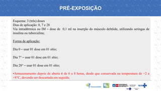 Esquema: 3 (três) doses
Dias de aplicação: 0, 7 e 28
Via intradérmica ou IM – dose de 0,1 ml na inserção do músculo deltóide, utilizando seringas de
insulina ou tuberculina;
Forma de aplicação:
Dia 0 – usar 01 dose em 01 sítio;
Dia 7° – usar 01 dose em 01 sítio;
Dia 28° – usar 01 dose em 01 sítio;
•Armazenamento depois de aberta é de 6 a 8 horas, desde que conservada na temperatura de +2 a
+8°C, devendo ser descartada em seguida;
PRÉ-EXPOSIÇÃO
 
