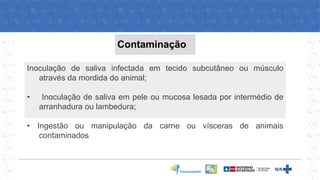 Contaminação
Inoculação de saliva infectada em tecido subcutâneo ou músculo
através da mordida do animal;
• Inoculação de saliva em pele ou mucosa lesada por intermédio de
arranhadura ou lambedura;
• Ingestão ou manipulação da carne ou vísceras de animais
contaminados
 