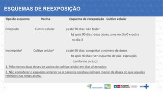 Tipo de esquema Vacina Esquema de reexposição Cultivo celular
Completo Cultivo celular a) até 90 dias: não tratar
b) após 90 dias: duas doses, uma no dia 0 e outra
no dia 3
Incompleto2 Cultivo celular1 a) até 90 dias: completar o número de doses
b) após 90 dias: ver esquema de pós- exposição
(conforme o caso)
1. Pelo menos duas doses de vacina de cultivo celular em dias alternados;
2. Não considerar o esquema anterior se o paciente recebeu número menor de doses do que aqueles
referidos nas notas acima.
ESQUEMAS DE REEXPOSIÇÃO
 