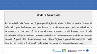 Modo de Transmissão
A transmissão da Raiva se dá pela penetração do vírus contido na saliva do animal
infectado, principalmente pela mordedura e, mais raramente, pela arranhadura e
lambedura de mucosas. O vírus penetra no organismo, multiplica-se no ponto de
inoculação, atinge o sistema nervoso periférico e, posteriormente, o sistema nervoso
central. A partir daí, dissemina-se para vários órgãos e glândulas salivares, onde
também se replica e é eliminado pela saliva das pessoas ou animais enfermos.
 