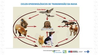 CICLOS EPIDEMIOLÓGICOS DE TRANSMISSÃO DA RAIVA
Fonte:dianawalkiria.blogspot.com
 