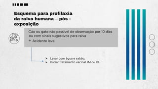 Esquema para profilaxia
da raiva humana – pós -
exposição
Cão ou gato não passível de observação por 10 dias
ou com sinais sugestivos para raiva
+ Acidente leve
 Lavar com água e sabão;
 Iniciar tratamento vacinal. IM ou ID.
 